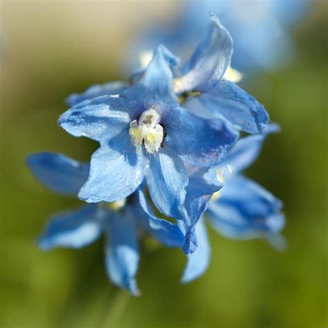 Delphinium Belladonna Cliveden Beauty Pied D Alouette Vivace