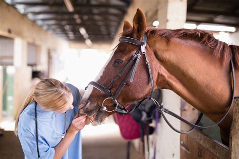 5 Horse Health Indicators You Must Know