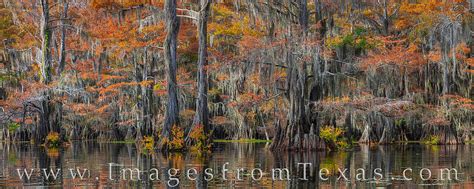 Caddo Lake Autumn Colors Panorama 1 Caddo Lake Rob Greebon Photography