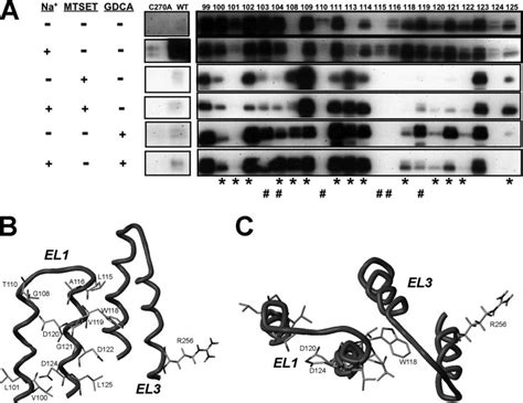 Mtsea Biotin Labeling Of El1 Cysteine Mutants A Intact Transfected Download Scientific