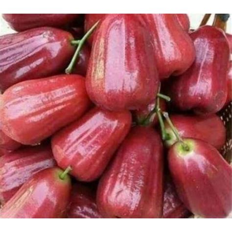 Jual Jambu Air Citra Merah Manis Dan Fresh Per 1 Kg Shopee Indonesia