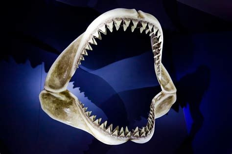 A Shark can always regrow its teeth | The Current