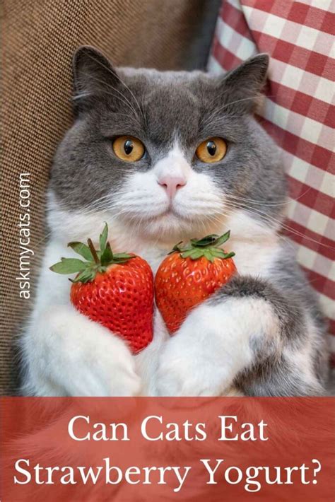 Can Cats Eat Strawberry Quench Your Curiosity Now