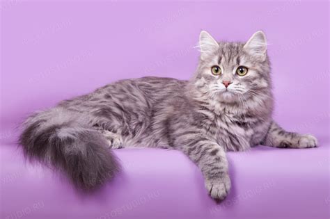 Сибирская кошки окрасы - картинки и фото koshka.top