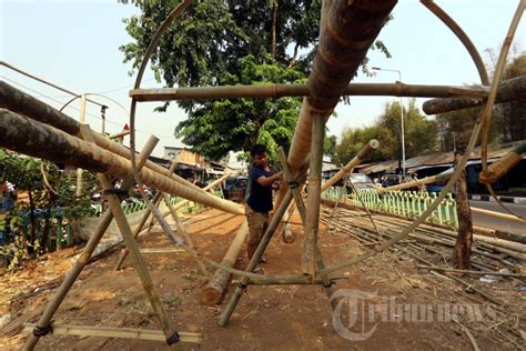 Jelang HUT Kemerdekaan RI Perajin Pohon Pinang Banjir Order Foto 1