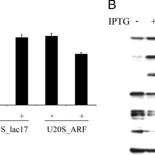 Expression Of P14 ARF Decreases Protein Synthesis A Incorporation Of