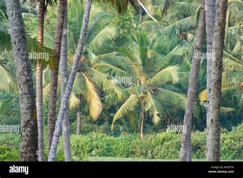 Coconut Tree Grove In Varkala India Stock Photo Alamy