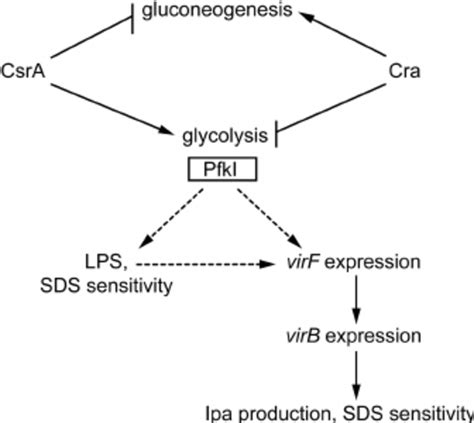 Proposed Model For Regulation Of S Flexneri Pathogenesis By Csra Cra Download Scientific