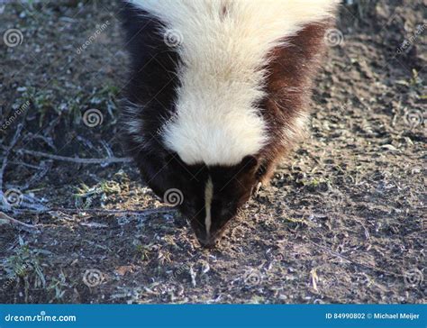 Striped skunk stock photo. Image of scent, grass, meadow - 84990802