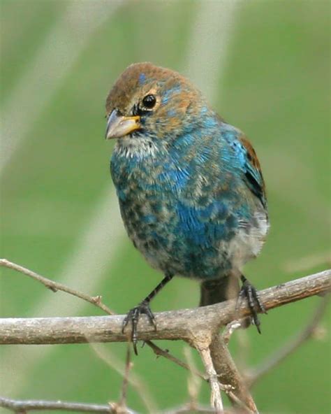 Indigo Bunting Female And Male