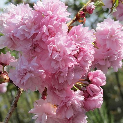 Buy Prunus Kiku Shidare Zakura Weeping Cherry Potted Patio Trees For