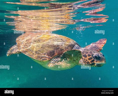 Underwater Picture Of A Loggerhead Sea Turtle Caretta Caretta