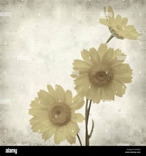 Textured Old Paper Background With Yellow Marguerite Daisy Stock Photo