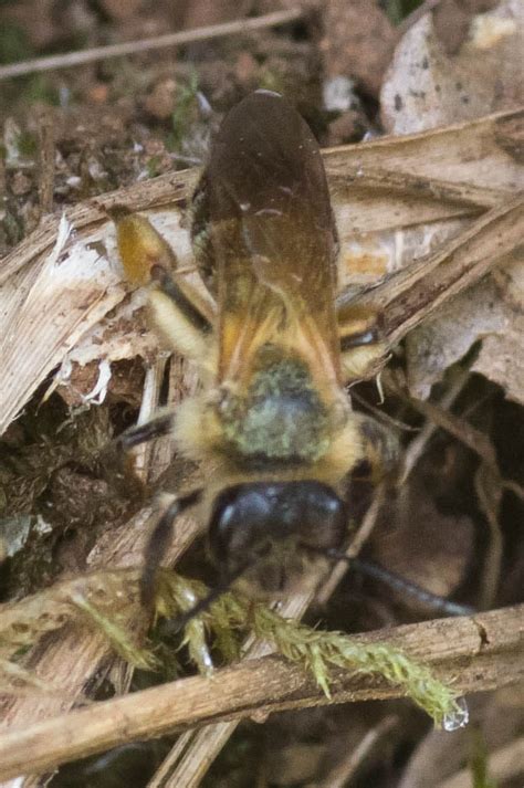 Réf 301552 INSECTA Hymenoptera Andrenidae Andrena Hoplandrena