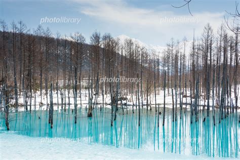 氷が溶け始めた冬の湖 美瑛町青い池 写真素材 6296287 フォトライブラリー Photolibrary