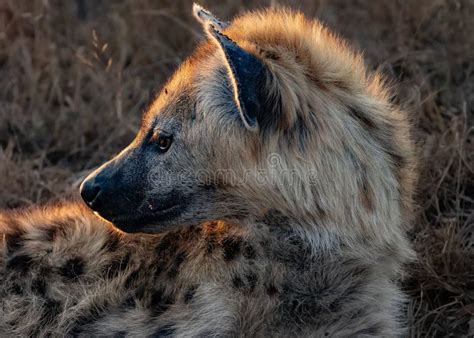 Close Up Shot Of A Spotted Hyena Crocuta Crocuta Looking Aside Stock