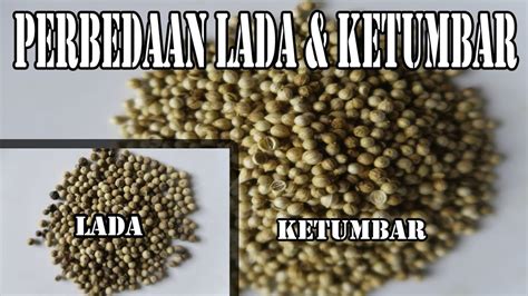 Perbedaan Lada Dan Ketumbar Youtube