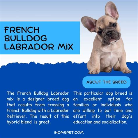 French Bulldog Labrador Mix: The Lovable Frenchie Lab Mix - iHomePet