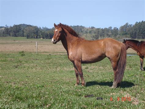 Criollo Horse Info, Origin, History, Pictures