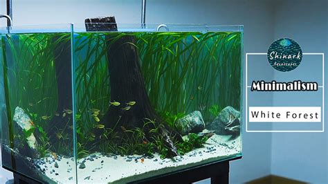 Aquascaping For Beginners Step By Step Setup Tutorial Tank Aquarium