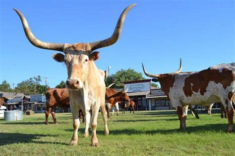 Get Your Cowboy And Longhorn Cattle Fix At Dodge City Days The Kansas