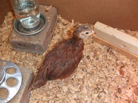 Week Old RIR Chicks Can You Help To Sex Them Pics Included BackYard Chickens Learn