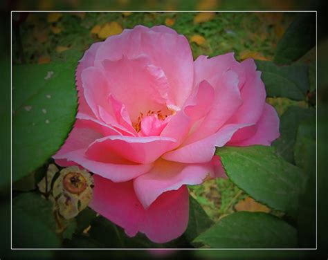 Rose And Green Photograph By Alexey Dubrovin Fine Art America