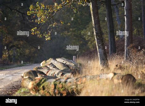 Managing Trees Hi Res Stock Photography And Images Alamy