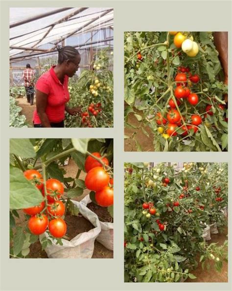 DRY SEASON TOMATO FARMING – Farmvilla Agro Resources Centre