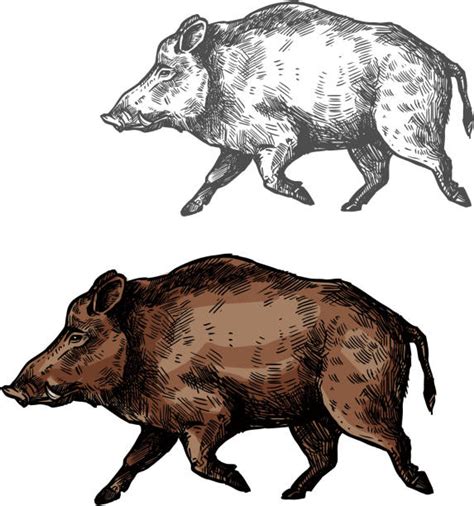 Wild Pig Illustrations Royalty Free Vector Graphics And Clip Art Istock