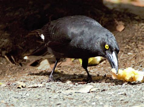 Bird Pied Currawong Barwon Bluff