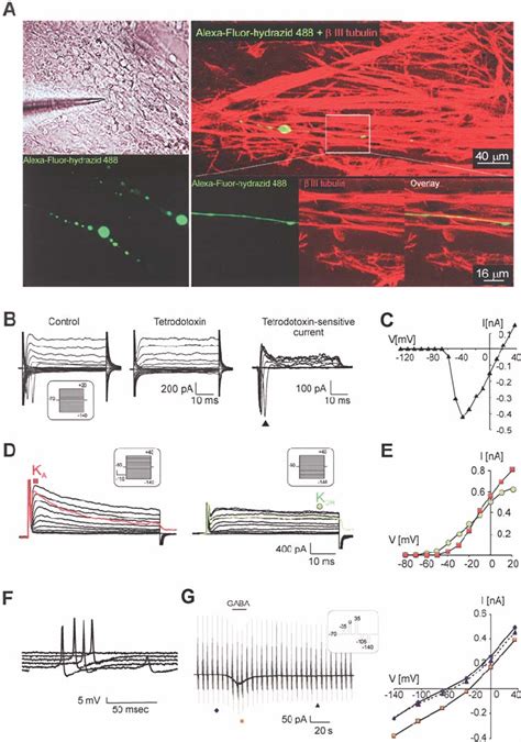 Hesc Derived Neural Precursors Express A Typical Neuronal Current