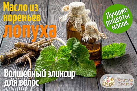Маска для волос с репейным маслом: как правильно наносить для отличного ...