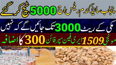 Wheat Price In Punjab Today Gandam Makki Rates All Galla Mandi