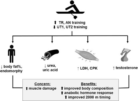 Changes In Body Composition Training Load And Muscle Damage Markers