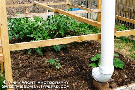 Our Redneck Tomato Bed - Sassy & Sweet Notes