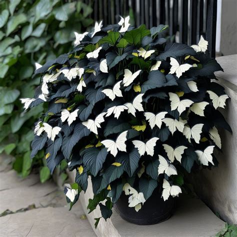 How To Care For Begonia Moonlight Butterfly Pngland