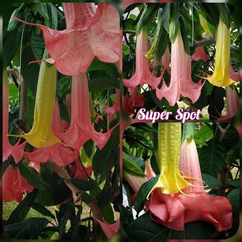 Brugmansia Super Spot Hot Sex Picture