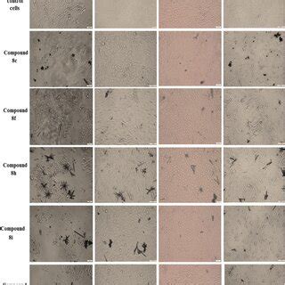 In Vitro Effect Of The Synthetized Compounds On The Morphological