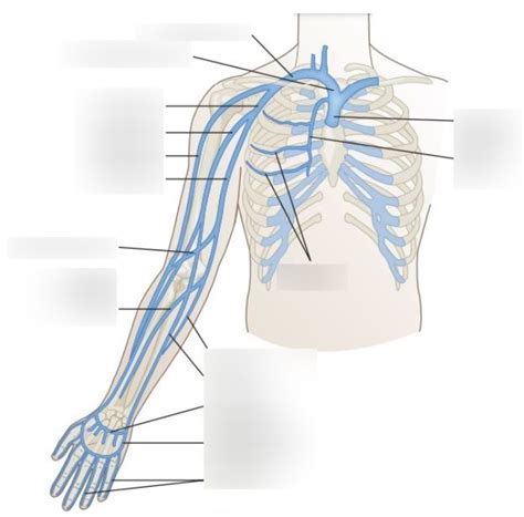 Veins Of The Upper Limb And Shoulder Diagram Quizlet