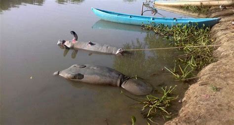 Muerte De Manatíes En Tabasco No Fue Por Toxicidad En Agua Conagua