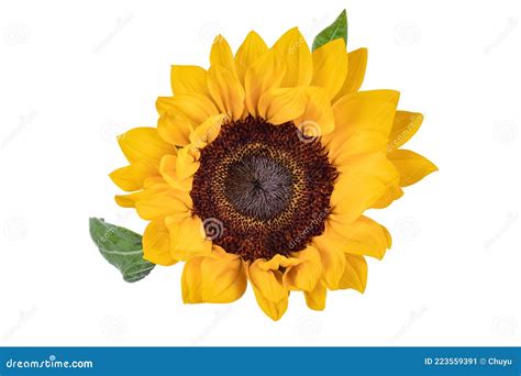 Sunflower Isolated On White Stock Image Image Of Natural Closeup