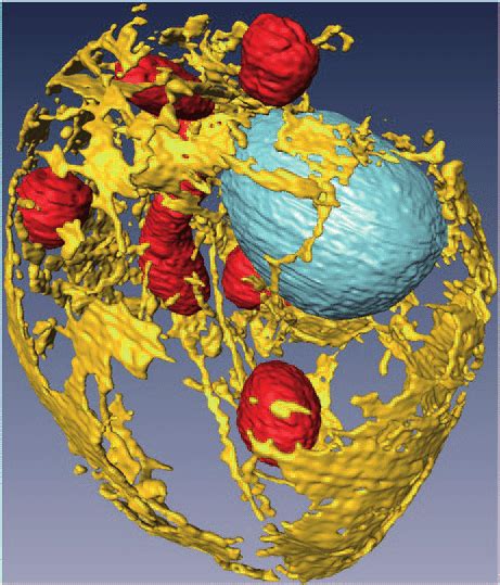 1 High Resolution 3d Reconstruction Of A Single Cell Of Saccharomyces