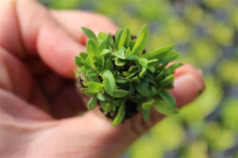 Dianthus armeria Raue Nelke Dachbegrünung Information Pflanzenshop