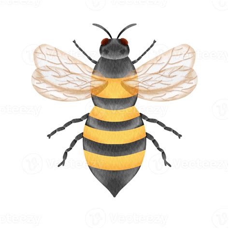 Watercolor Bee Insect Png