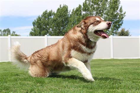 Malamute Pose Alaskan Malamute Puppies Alaskan Malamute Red Alaskan