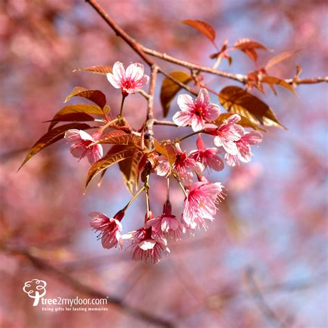 The Symbolism Behind The Cherry Or Sakura Is Beautiful Yet Bittersweet