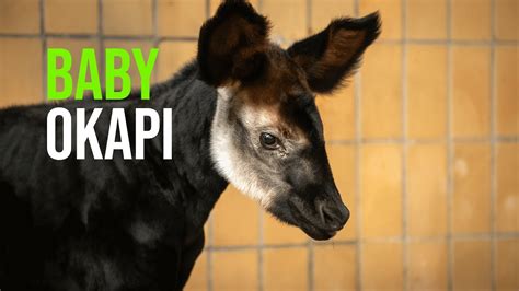 Baby Okapis