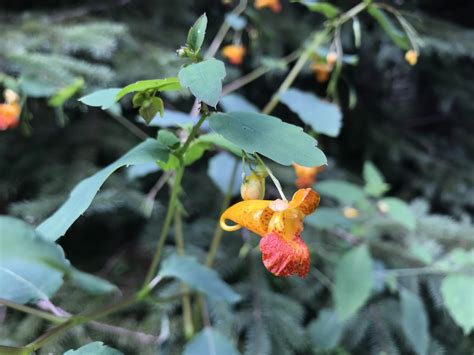 Common Jewelweed From Harpswell Neck Rd Harpswell Me Us On July