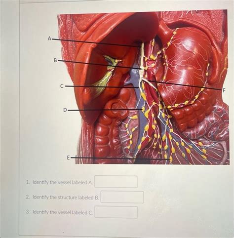 Solved Identify The Vessel Labeled B Identify The Chegg